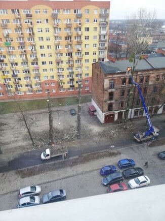 Mieszkanka bloku przy ul. Mielczarskiego z bólem serca oglądała, jak wycinane są topole. 
