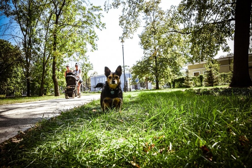 Plac zabaw dla psów potrzebny od zaraz