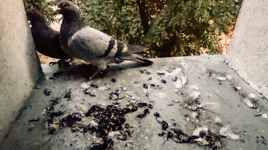 Problem z gołębiami przy ulicy Żwirki