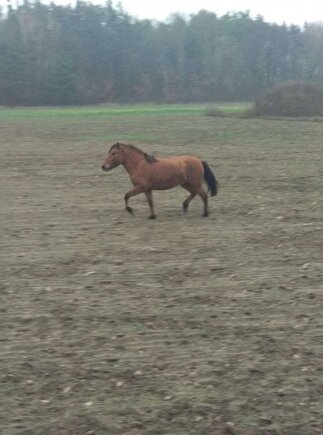 Jeden z koni, które hasały po drogach i polach, łąkach, były też w centrum Mszczonowa. 