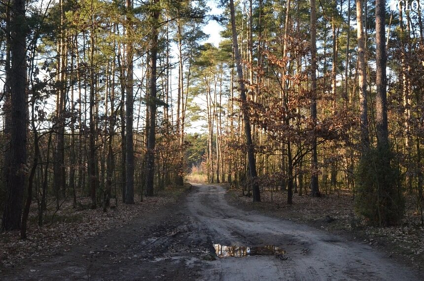 Od poniedziałku (20.04) będziemy mogli swobodnie spacerować po lasach i parkach. 