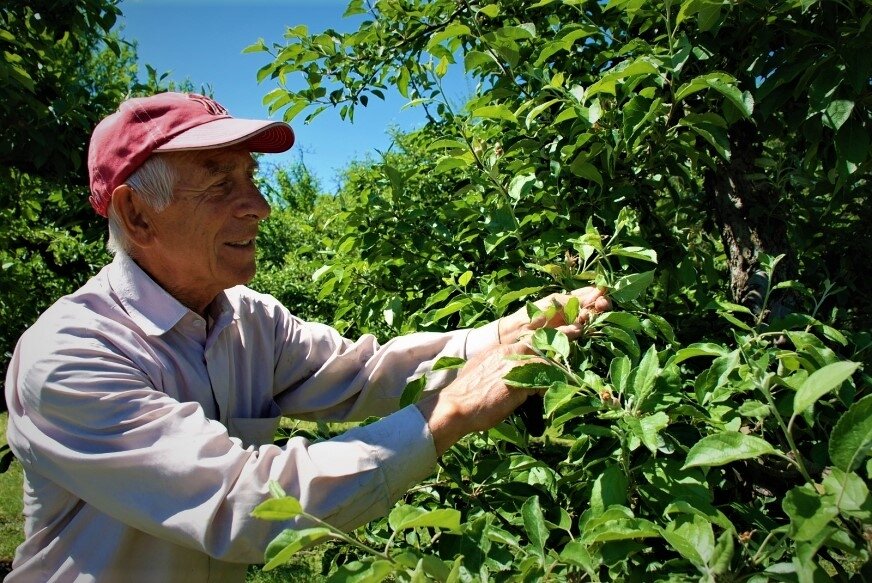 Witold Dębczyk wraz z synem prowadzi w Huminie sad jabłoniowy na 12 hektarach. 
