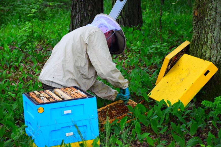 Pszczele rodziny pod opieką leśników