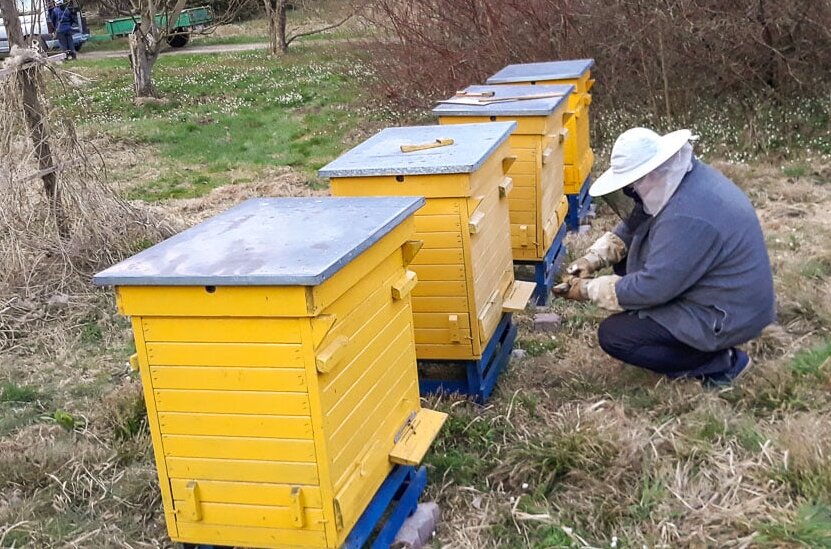 Pracowite pszczoły wróciły do arboretum w Rogowie