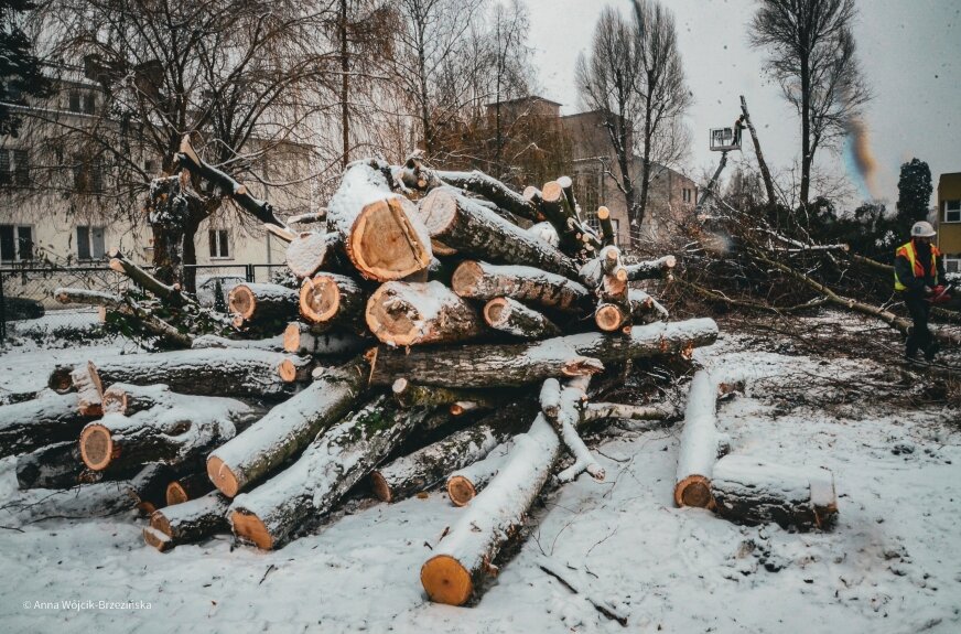 Kilkadziesiąt drzew wycięto z terenu Instytutu Ogrodnictwa przy ul. Pomologicznej