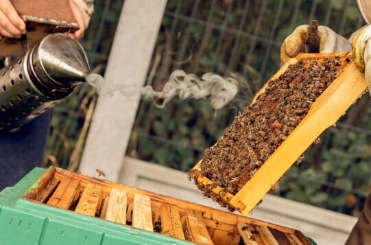 Wśród naturalnych superfoods prawdziwym chempionem jest nieprzetworzony miód – od wieków ceniony w polskiej tradycji za swoje walory smakowe i zdrowotne.
