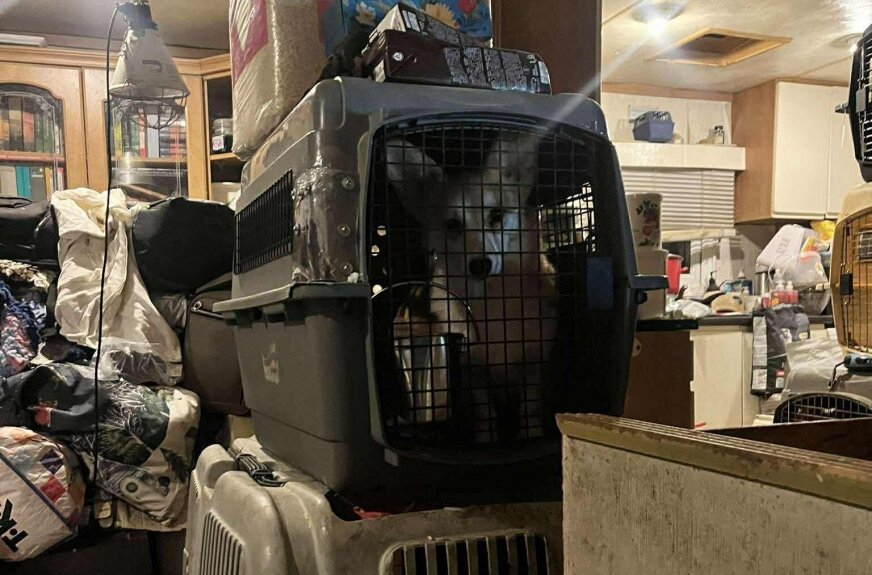 Wolontariusze fundacji „Judyta” i inspektorzy weterynarii weszli do garażu na terenie jednej z posesji w gminie Bolimów i zobaczyli psy stłoczone w klatkach transportowych, ustawionych jedna na drugiej. W środku było 48 skrajnie zaniedbanych zwierząt i ciała 16 kolejnych, które nie doczekały pomocy. 