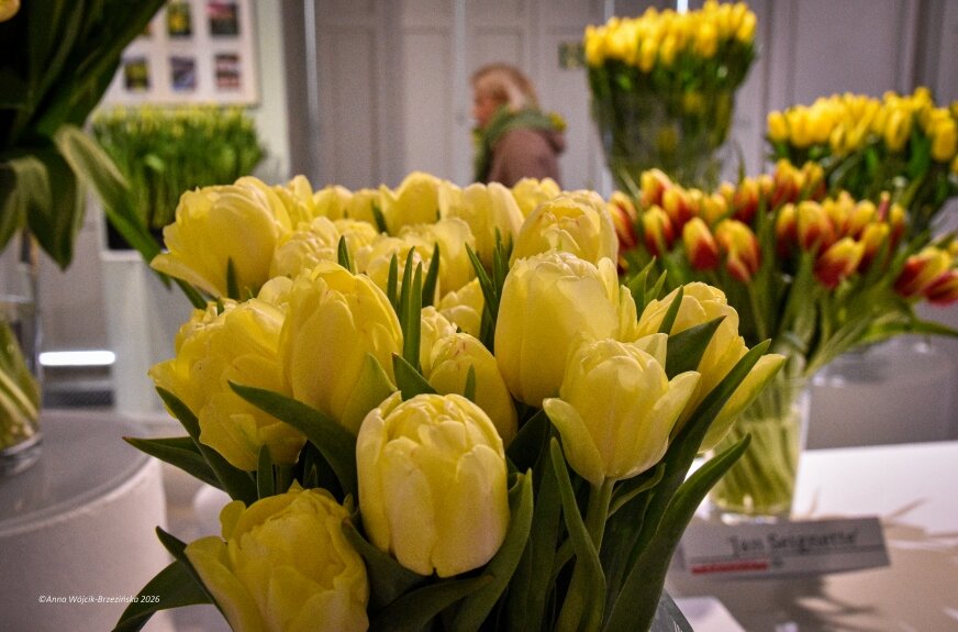 Wystawa tulipanów w Wilanowie. Trzy damy, sto odmian i ważna rola Instytutu Ogrodnictwa w Skierniewicach
