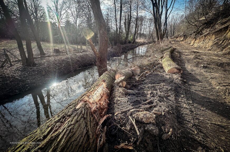 Park i Zadębie mają zostać połączone. Ułożenie ścieżki nie jest najtrudniejsze