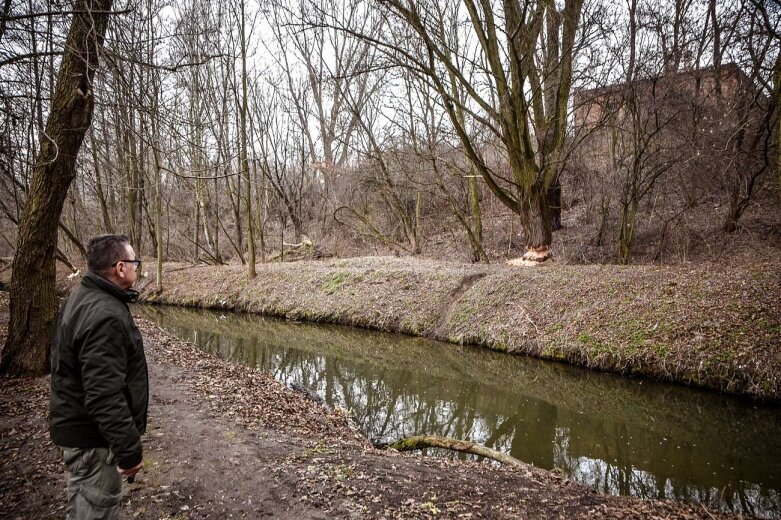  Królestwo bobrów jest w Skierniewicach 