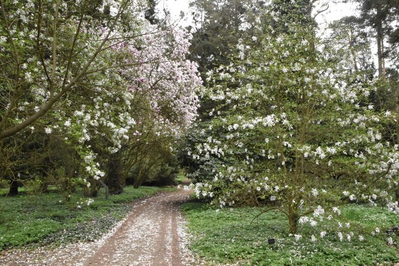  Kwiatowy raj zatopiony w zieleniach - Arboretum w Rogowie 