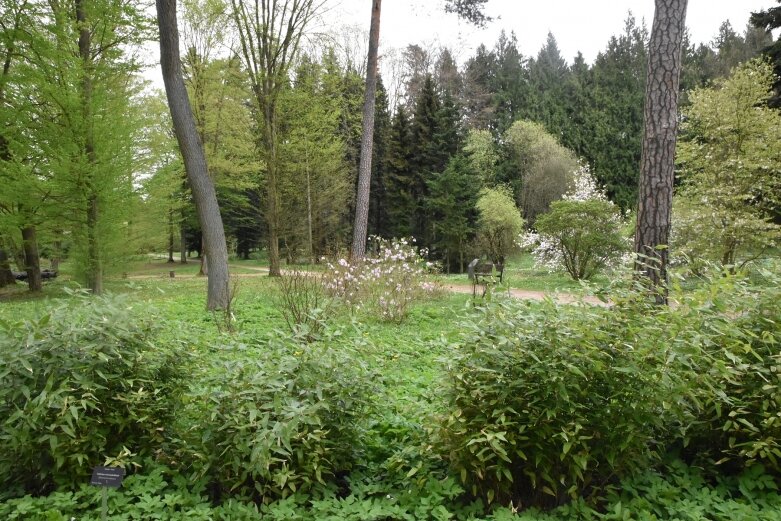  Kwiatowy raj zatopiony w zieleniach - Arboretum w Rogowie 