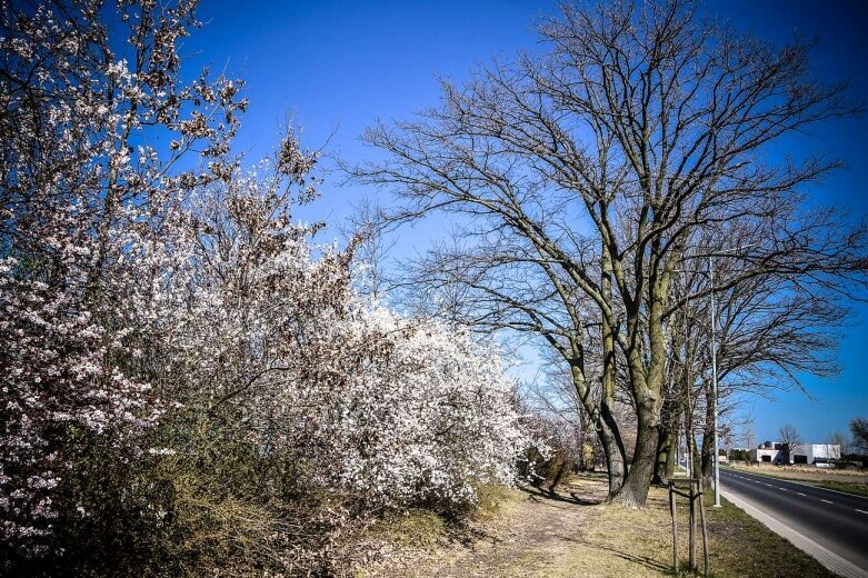  Kwitnąca ulica Sobieskiego w Skierniewicach [ZDJĘCIA] 