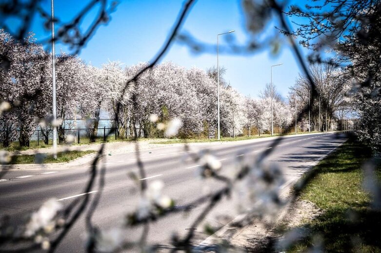  Kwitnąca ulica Sobieskiego w Skierniewicach [ZDJĘCIA] 