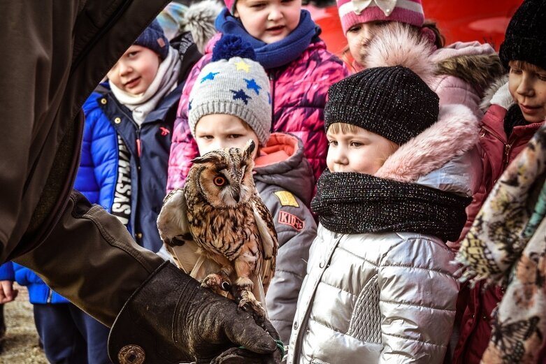  Orły, sokoły... i sowa w Skierniewicach 