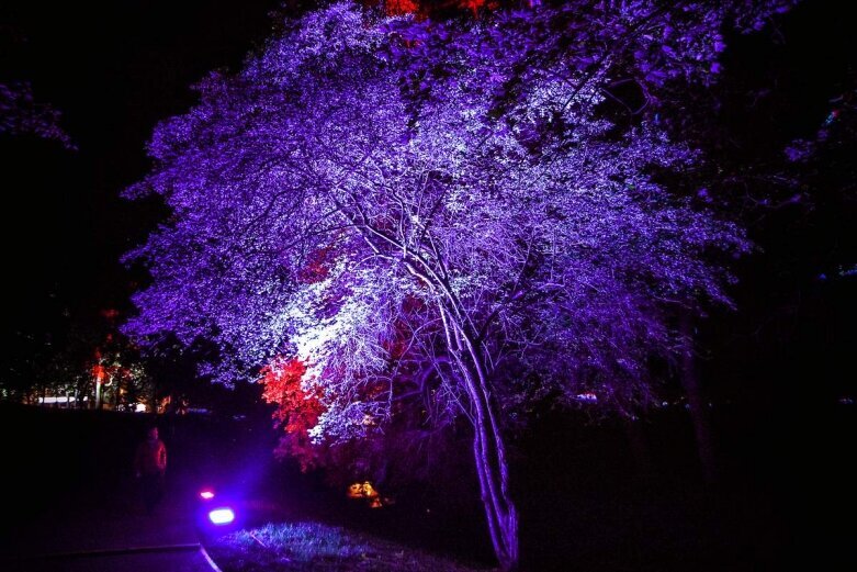  Tak wygląda nocą niesamowity park w Skierniewicach [ZDJĘCIA] 