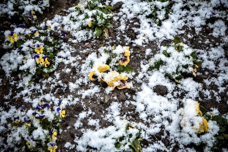  Zima przypomniała sobie o Skierniewicach [ZDJĘCIA] 