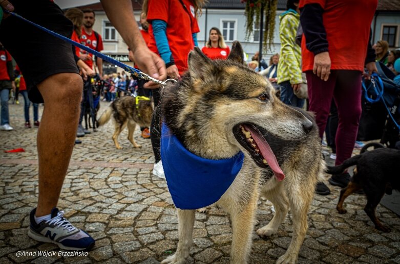  fot. Anna Wójcik-Brzezińska 