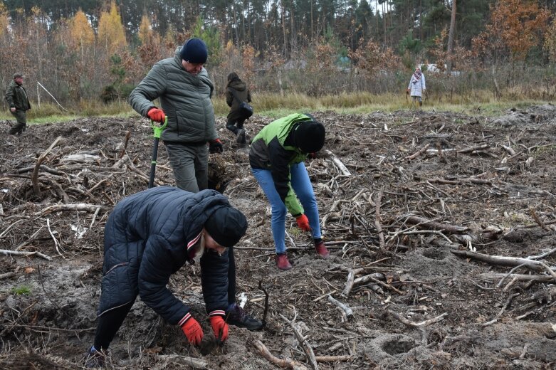  Las niepodległości w Bolimowskim Parku Krajobrazowym 