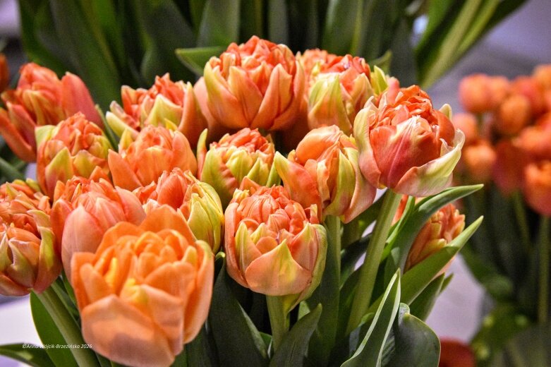 Trzy damy wśród tulipanów. Wilanów zakwitł, Skierniewice wybrzmiały