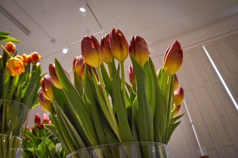  Trzy damy wśród tulipanów. Wilanów zakwitł, Skierniewice wybrzmiały 