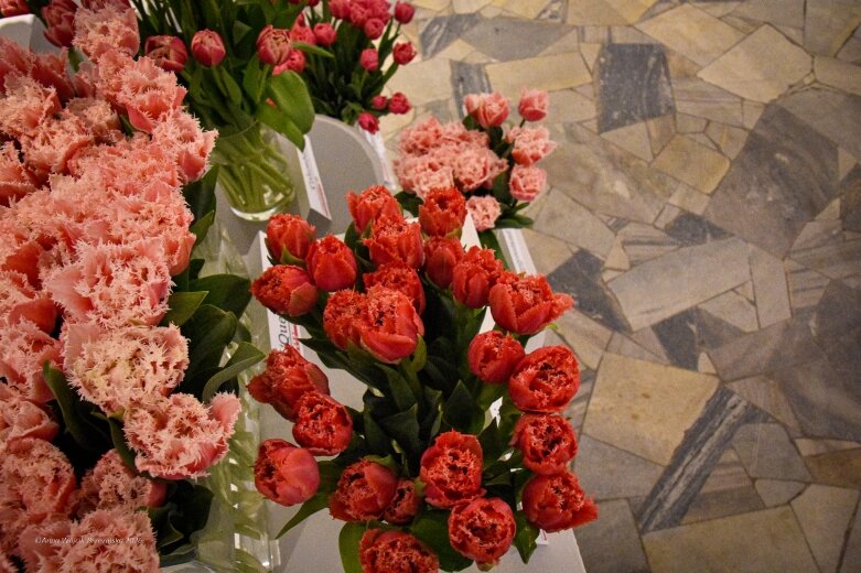  Trzy damy wśród tulipanów. Wilanów zakwitł, Skierniewice wybrzmiały 