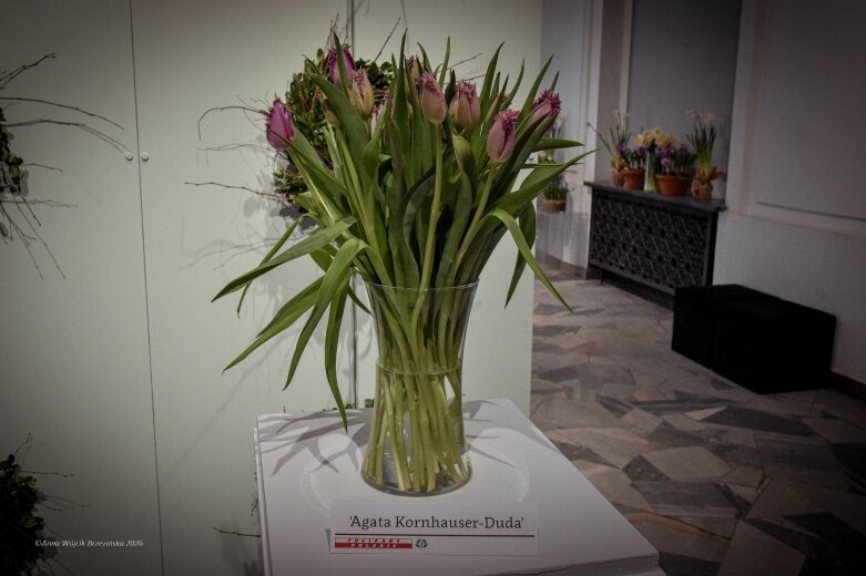  Trzy damy wśród tulipanów. Wilanów zakwitł, Skierniewice wybrzmiały 