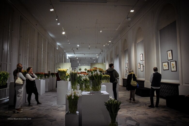  Trzy damy wśród tulipanów. Wilanów zakwitł, Skierniewice wybrzmiały 