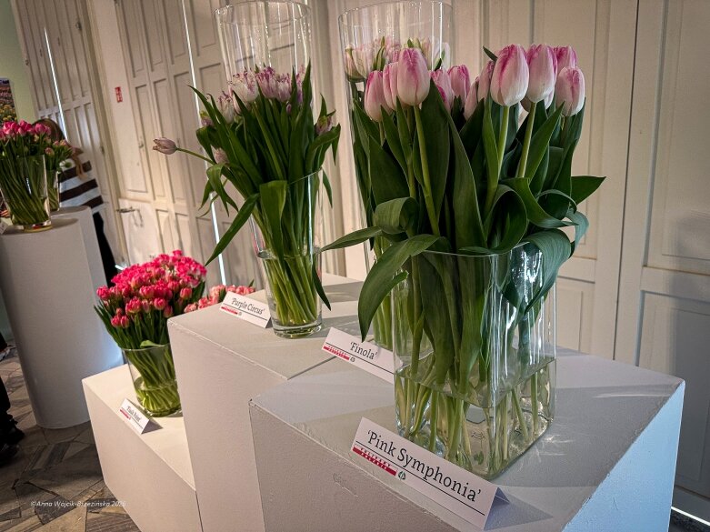 Trzy damy wśród tulipanów. Wilanów zakwitł, Skierniewice wybrzmiały 
