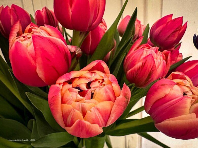  Trzy damy wśród tulipanów. Wilanów zakwitł, Skierniewice wybrzmiały 