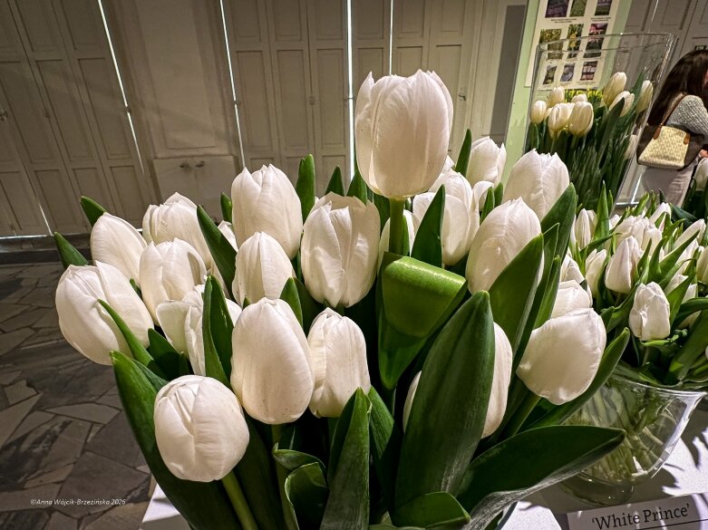  Trzy damy wśród tulipanów. Wilanów zakwitł, Skierniewice wybrzmiały 