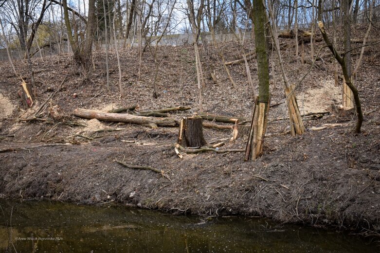  Skierniewice budują połączenie parku z Zadębiem. Wycinka drzew, kładka i termin zakończenia inwestycji 