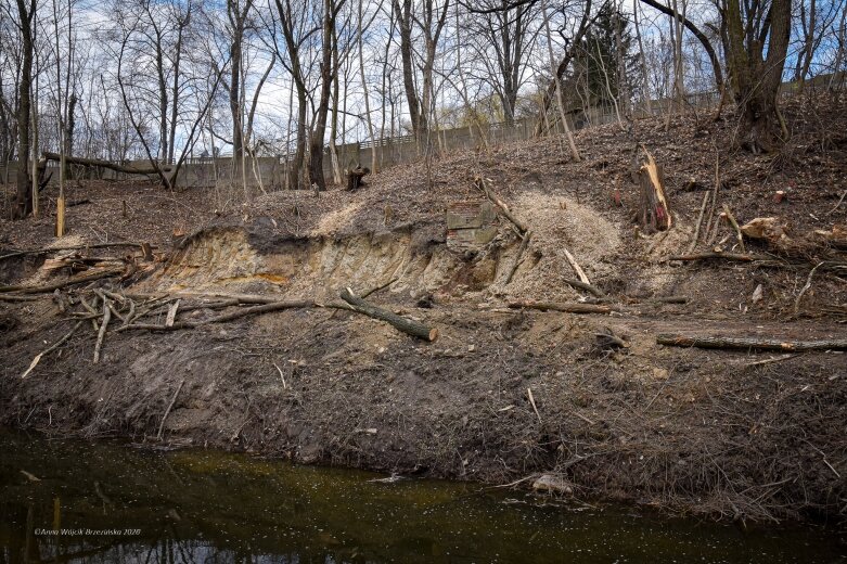  Skierniewice budują połączenie parku z Zadębiem. Wycinka drzew, kładka i termin zakończenia inwestycji 