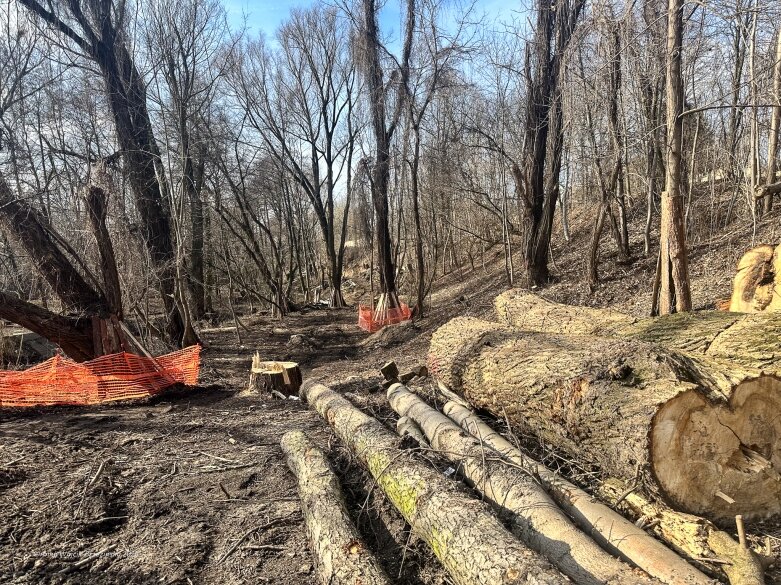  Skierniewice budują połączenie parku z Zadębiem. Wycinka drzew, kładka i termin zakończenia inwestycji 