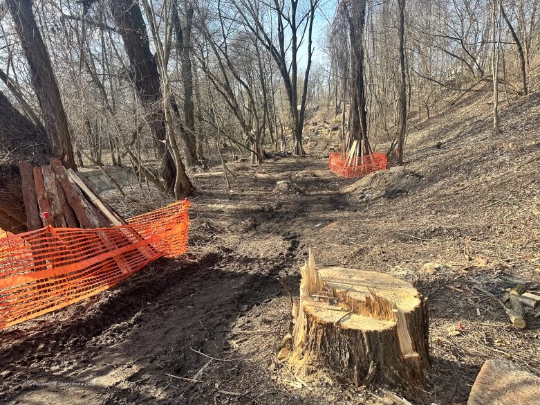  Skierniewice budują połączenie parku z Zadębiem. Wycinka drzew, kładka i termin zakończenia inwestycji 