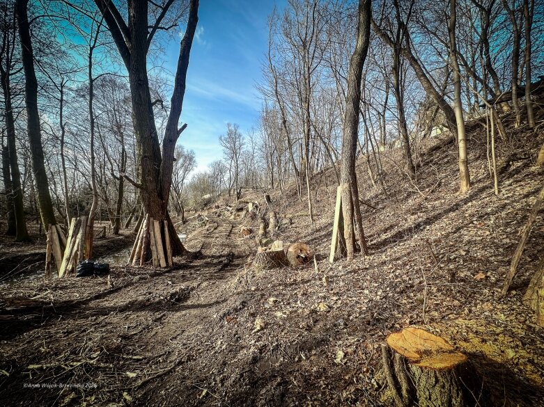  Skierniewice budują połączenie parku z Zadębiem. Wycinka drzew, kładka i termin zakończenia inwestycji 