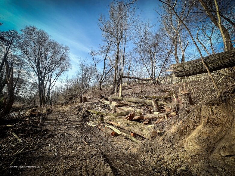  Skierniewice budują połączenie parku z Zadębiem. Wycinka drzew, kładka i termin zakończenia inwestycji 