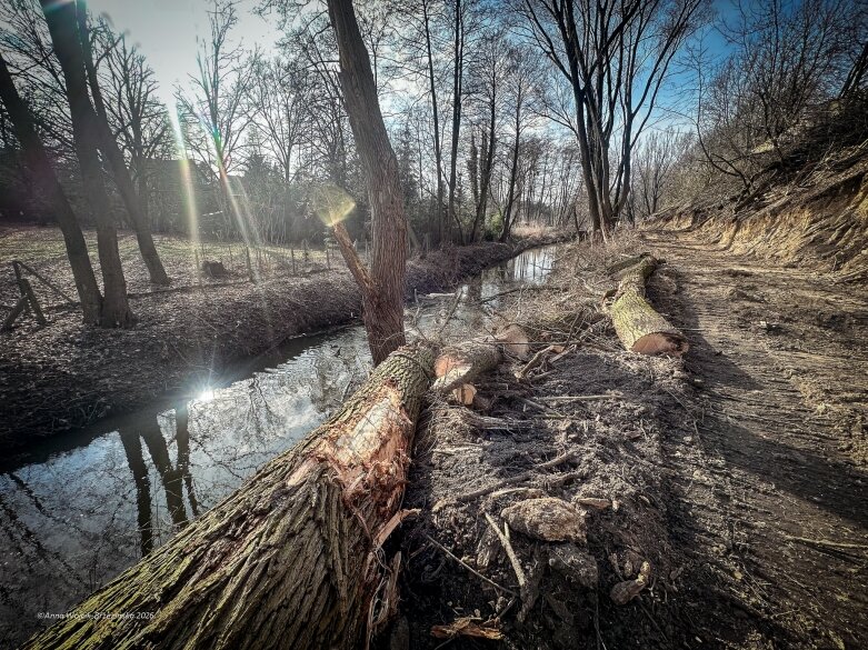 Skierniewice budują połączenie parku z Zadębiem. Wycinka drzew, kładka i termin zakończenia inwestycji