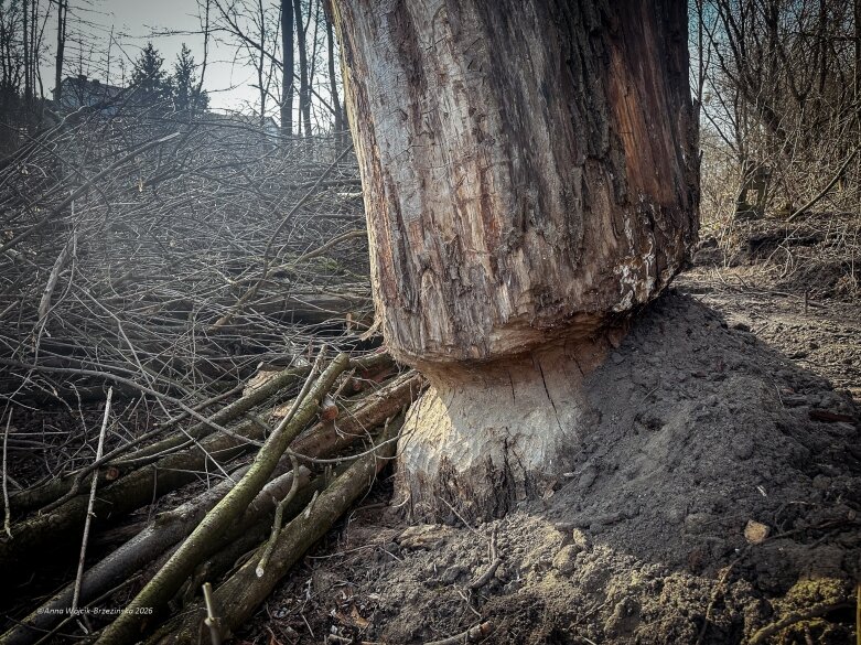  Skierniewice budują połączenie parku z Zadębiem. Wycinka drzew, kładka i termin zakończenia inwestycji 
