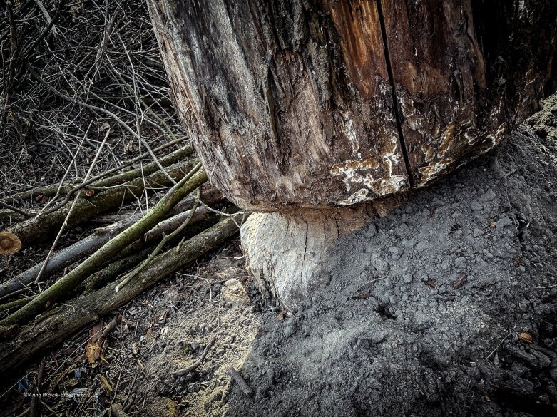  Skierniewice budują połączenie parku z Zadębiem. Wycinka drzew, kładka i termin zakończenia inwestycji 