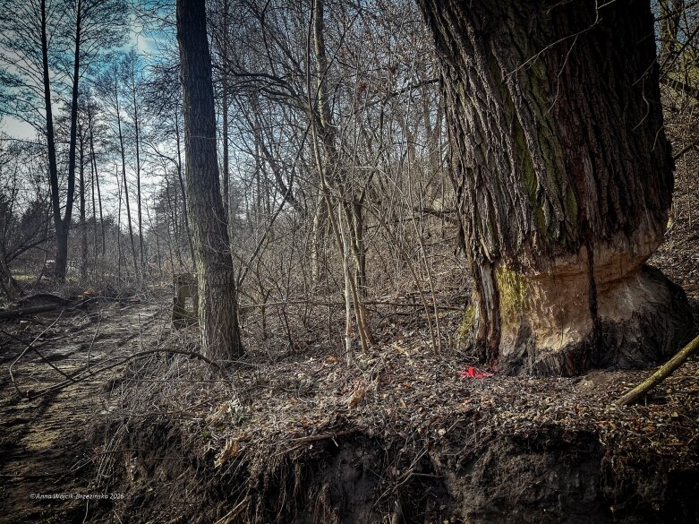  Skierniewice budują połączenie parku z Zadębiem. Wycinka drzew, kładka i termin zakończenia inwestycji 