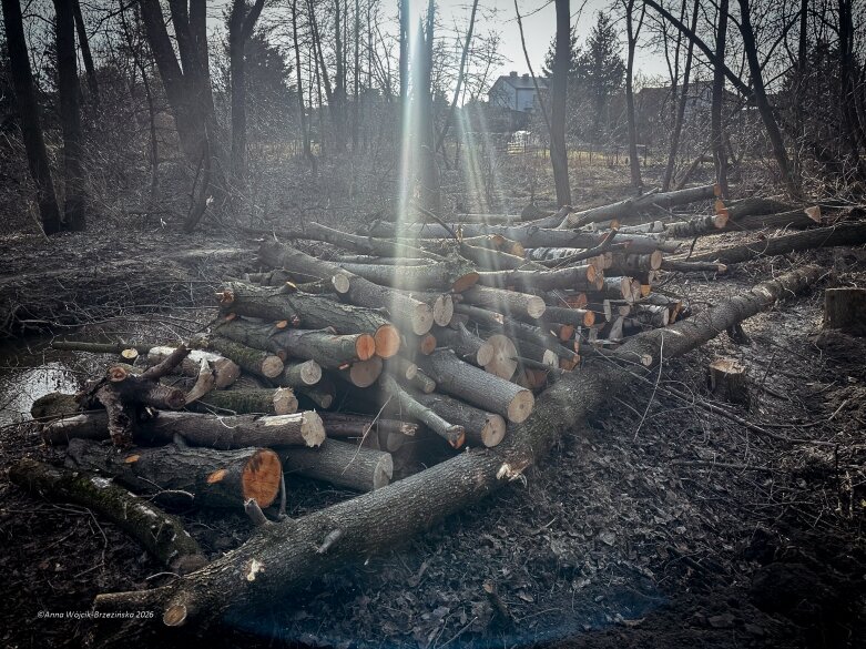  Skierniewice budują połączenie parku z Zadębiem. Wycinka drzew, kładka i termin zakończenia inwestycji 