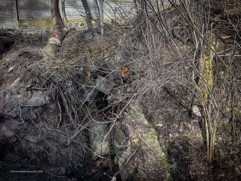  Skierniewice budują połączenie parku z Zadębiem. Wycinka drzew, kładka i termin zakończenia inwestycji 