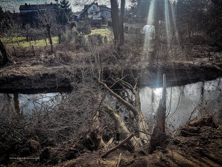  Skierniewice budują połączenie parku z Zadębiem. Wycinka drzew, kładka i termin zakończenia inwestycji 