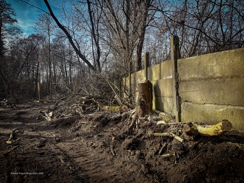  Skierniewice budują połączenie parku z Zadębiem. Wycinka drzew, kładka i termin zakończenia inwestycji 