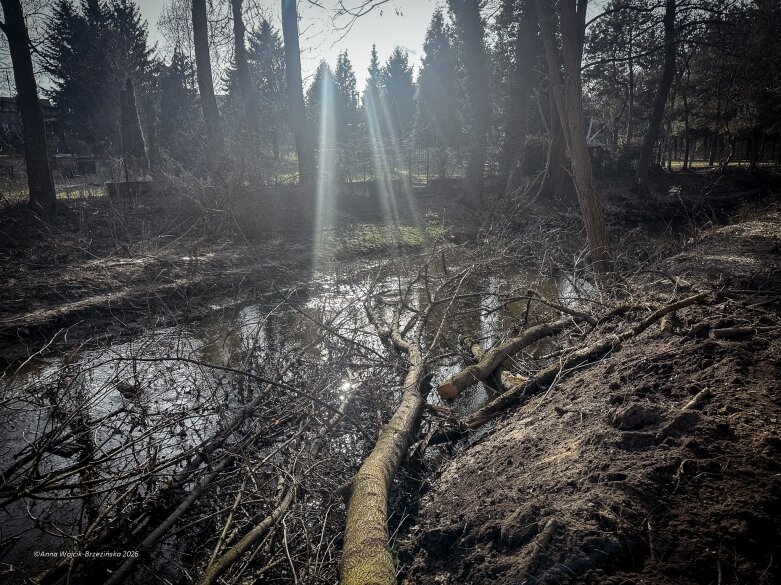  Skierniewice budują połączenie parku z Zadębiem. Wycinka drzew, kładka i termin zakończenia inwestycji 