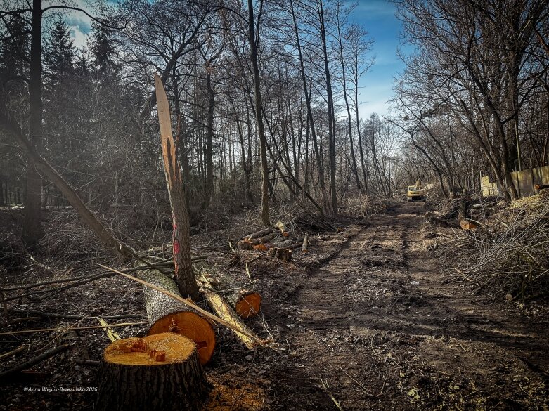  Skierniewice budują połączenie parku z Zadębiem. Wycinka drzew, kładka i termin zakończenia inwestycji 