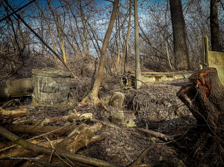  Skierniewice budują połączenie parku z Zadębiem. Wycinka drzew, kładka i termin zakończenia inwestycji 
