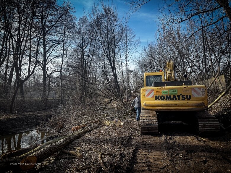  Skierniewice budują połączenie parku z Zadębiem. Wycinka drzew, kładka i termin zakończenia inwestycji 