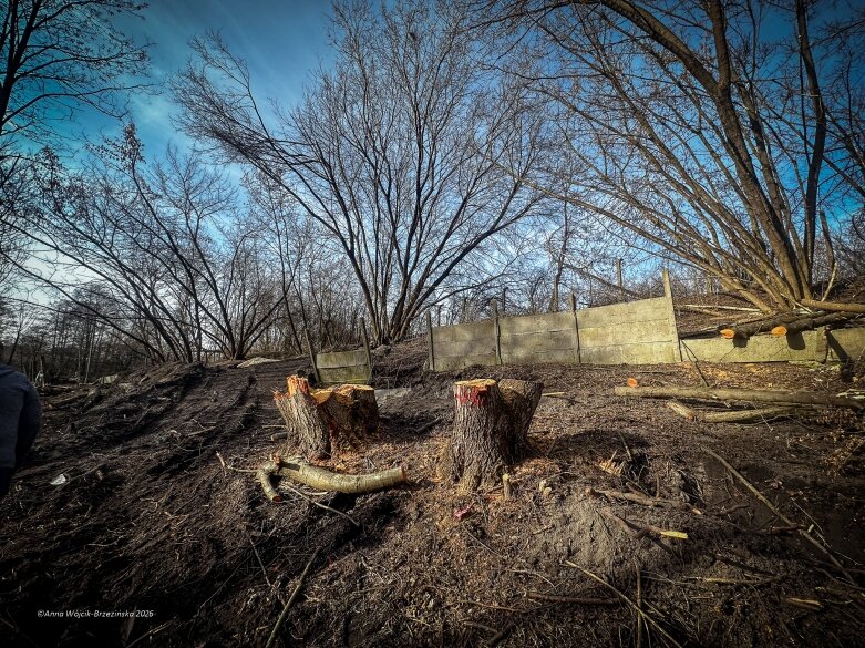 Skierniewice budują połączenie parku z Zadębiem. Wycinka drzew, kładka i termin zakończenia inwestycji 